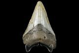 Fossil Megalodon Tooth - North Carolina #130740-1